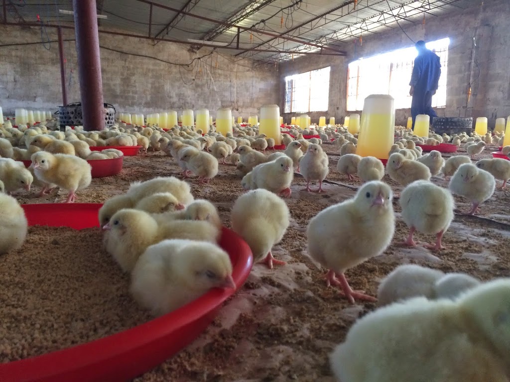 Spark Ventures  Field trip to the farm… to visit our fluffy friends!